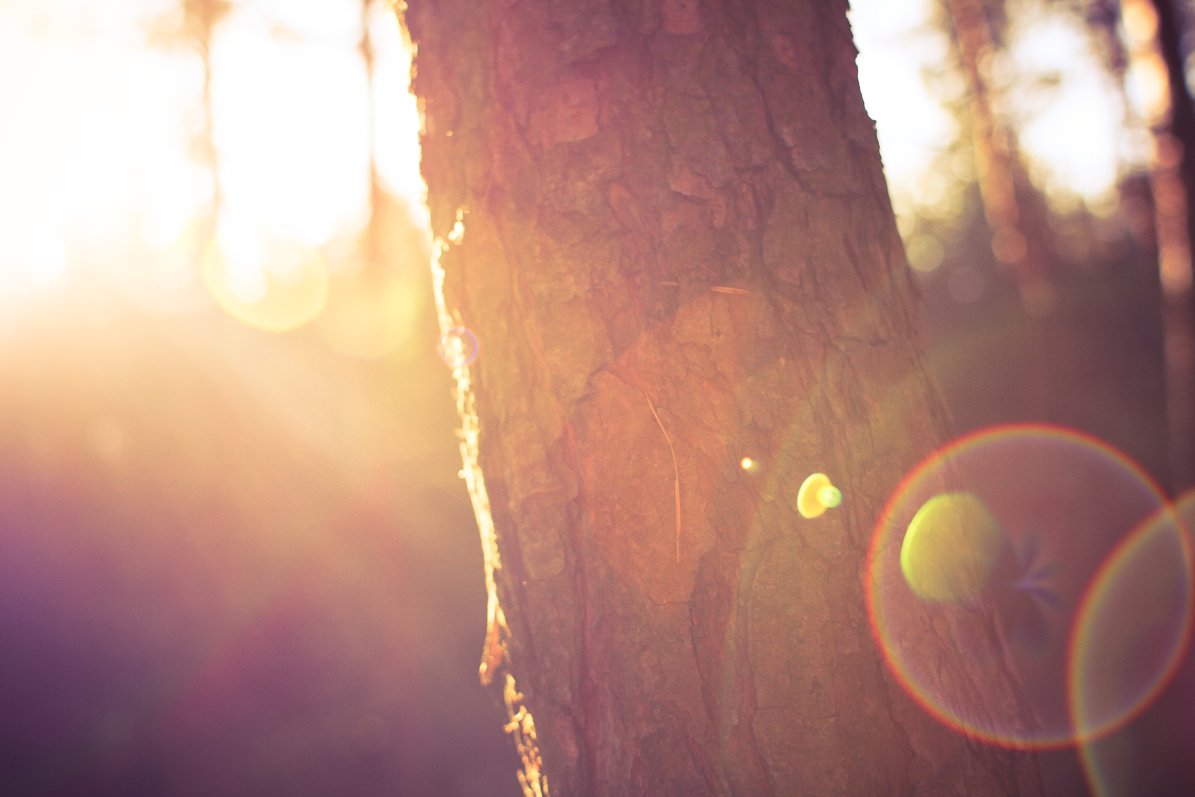 tree-in-morning-sunlights-picjumbo-com